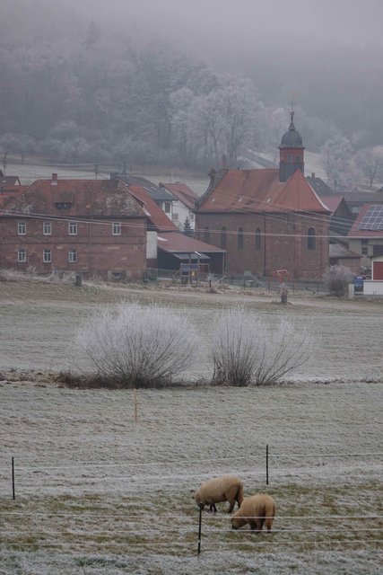 Schafe bei Schippach.