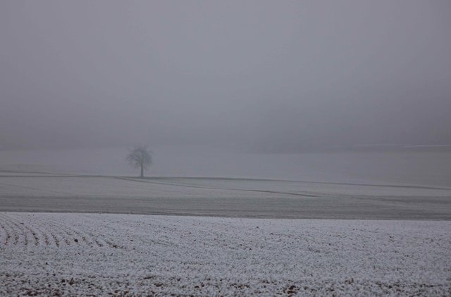 Solitär-Baum bei Heppdiel.