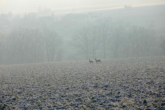 Rehe bei Heppdiel.