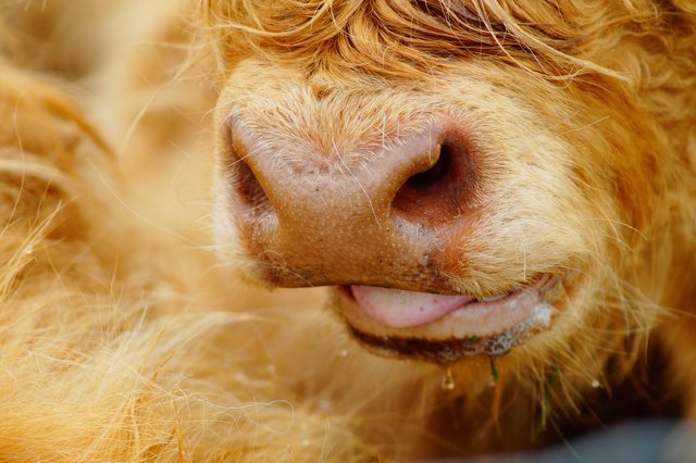 Muuuhhhhhh
