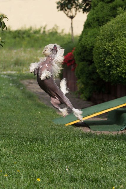 Dog-jump