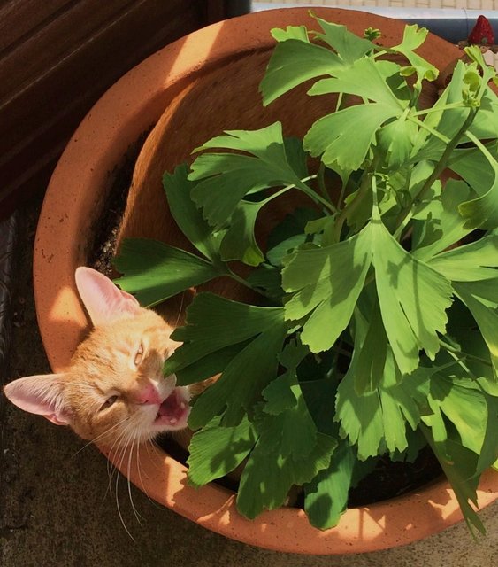Happy Katerchen