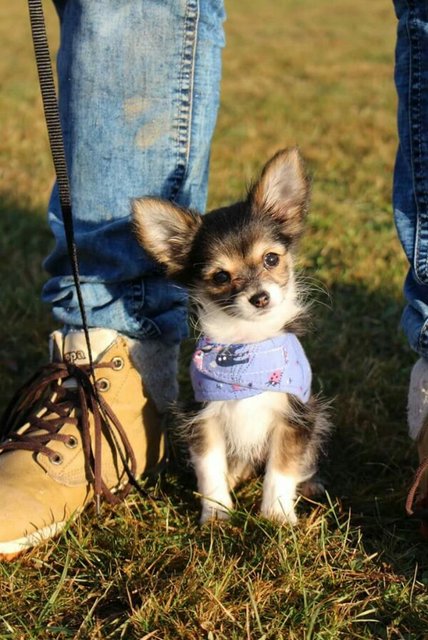 Meine 17 Wochen junge Langhaar Chihuahua Maus namens Amy bei ihrem ersten Besuch in der Welpengruppe. 