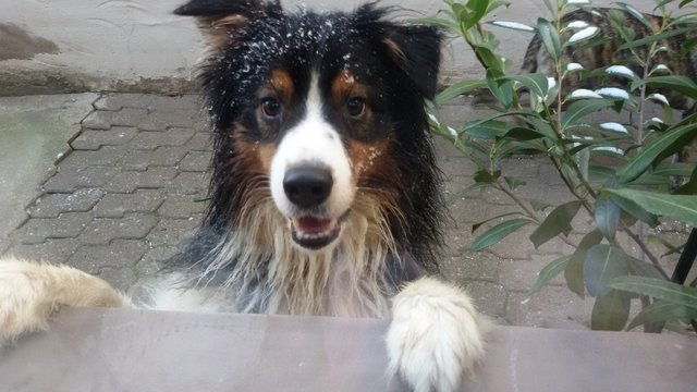 Pepe der Fenstergucker wsr im Schnee