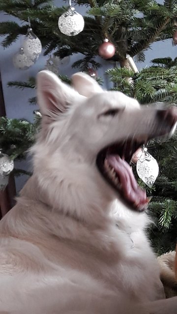 Gib mir die  Kugel