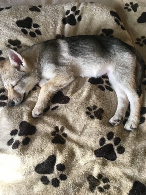 Mein Name ist Gaya Off  Moutainwolfes.Ich bin ein kleiner Tschechoslowakian Wolfshund