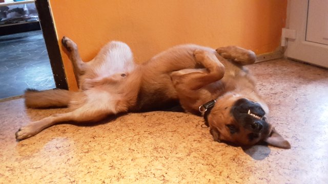 ringo beim relaxen