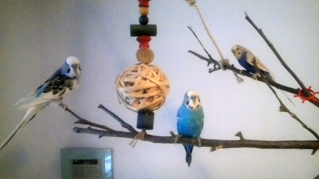 kleine Geierbande Turgay Benni und Elfy