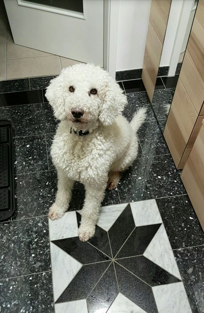 Kleiner labradoodle