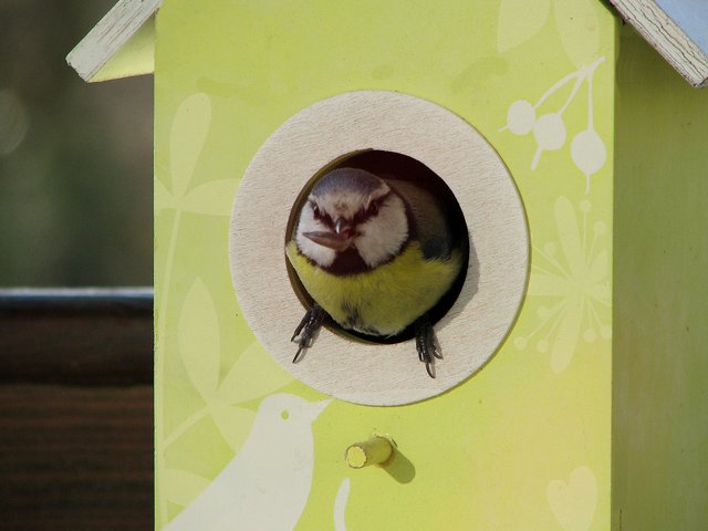 Meise sucht Schutz im Haus