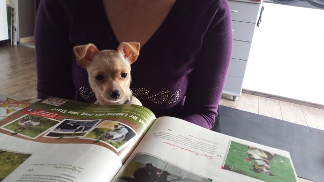 Coco beim Lesen