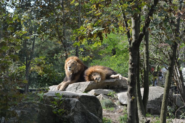 Tierpark Hellabrunn, Mittagsmüdigkeit :)