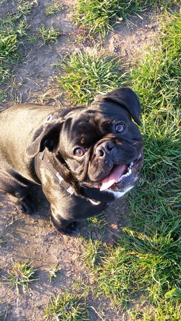 Benji will spielen