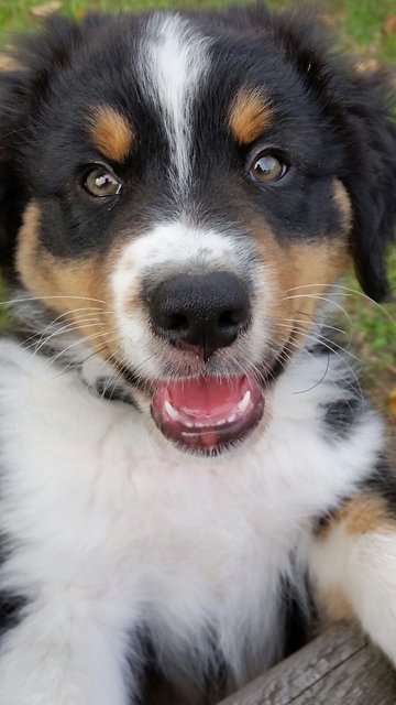 Mein Buddy