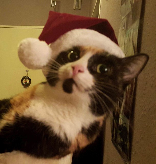 ja ist denn heut schon Weihnachten ?