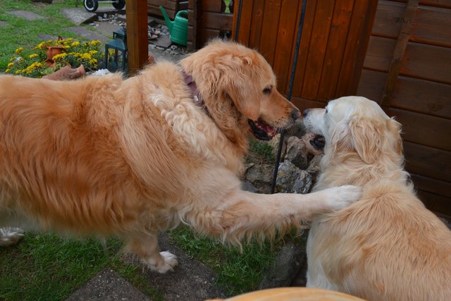 Fifty Shades of Dog-Geheimes Verlangen