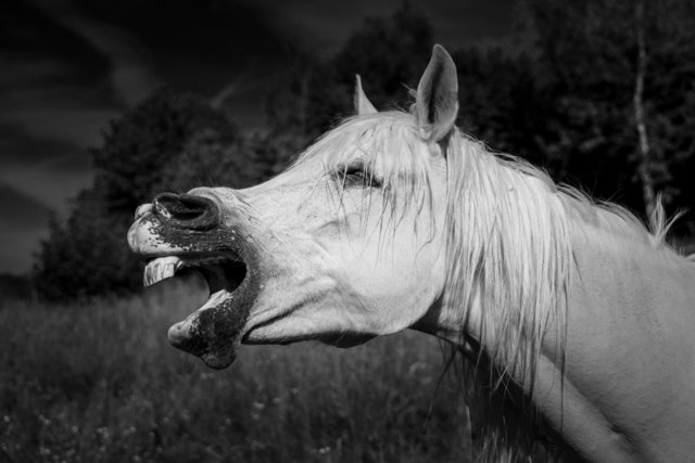 URKUNDE, Komm doch her | Foto: Bärbel Bornhöft