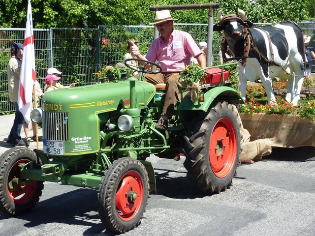 Bulldog beim Blumenkorso in Michelstadt