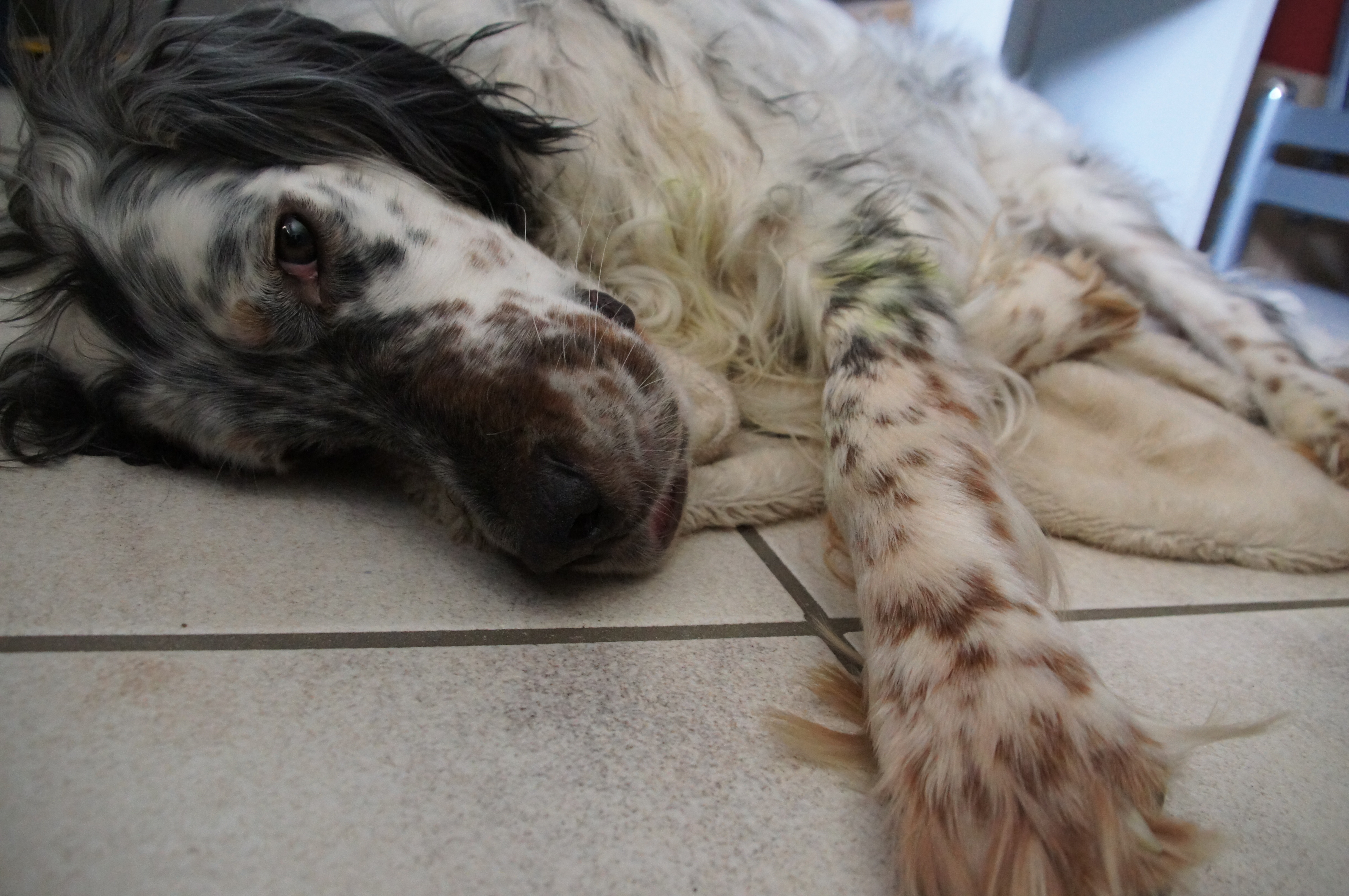 Wohin mit Hund und Katz im Urlaub?