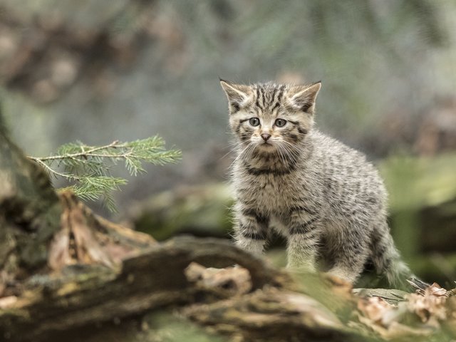 Junge Wildkatze | Foto: Yvonne Spörl