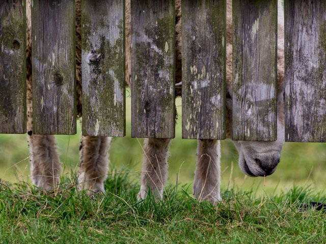 Ich bin dann mal weg | Foto: Wolfgang Straub