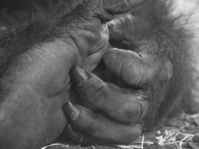 Hand und Fuss | Foto: Thomas Hauffe