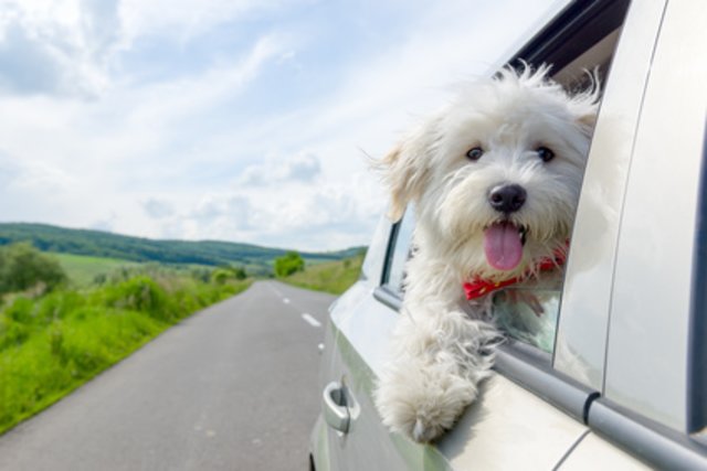 Hund im Urlaub