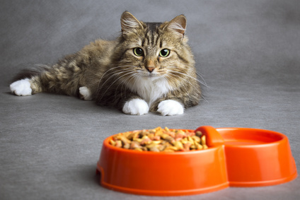 Katze hat keinen Appetit