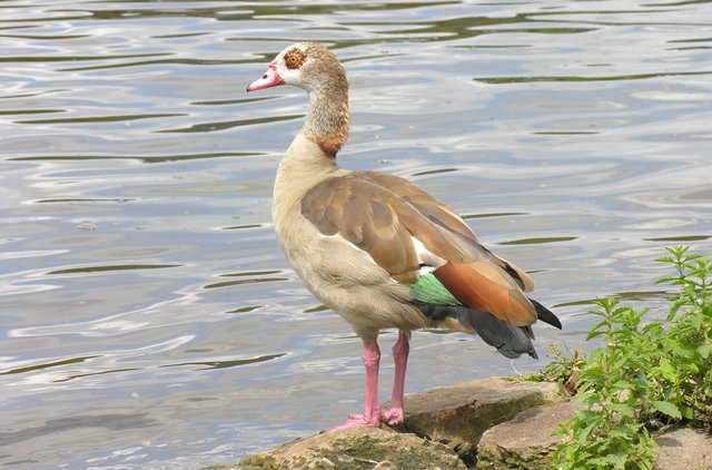 Nilgans am Main | Foto: M. Kohler