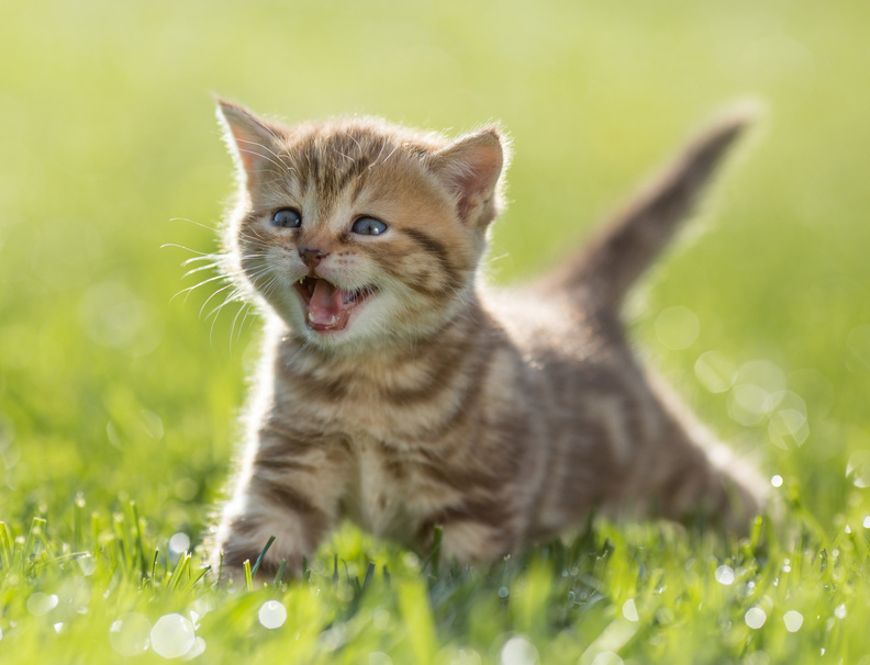 Richtige Ernährung für gesundes Kitten-Wachstum