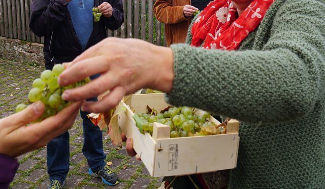 Frische Trauben aus Bürgstadt
