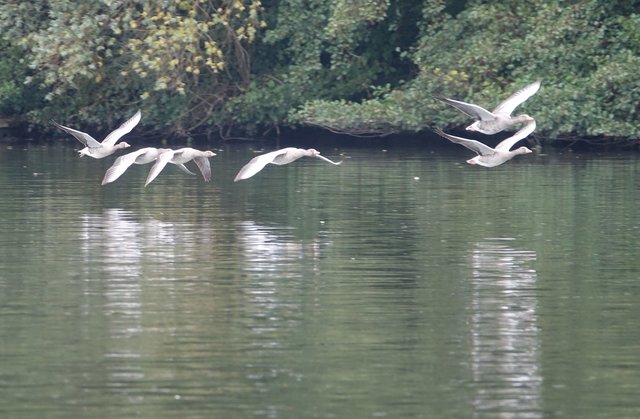 Entenflug über dem Main bei Niedernberg.