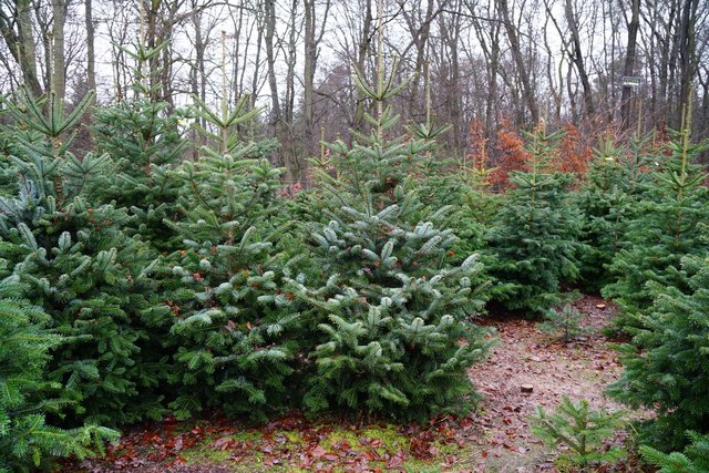 Christbaum-Plantage im Odenwald.