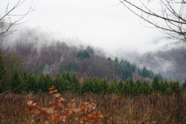 Dezember-Szenerie im Odenwald