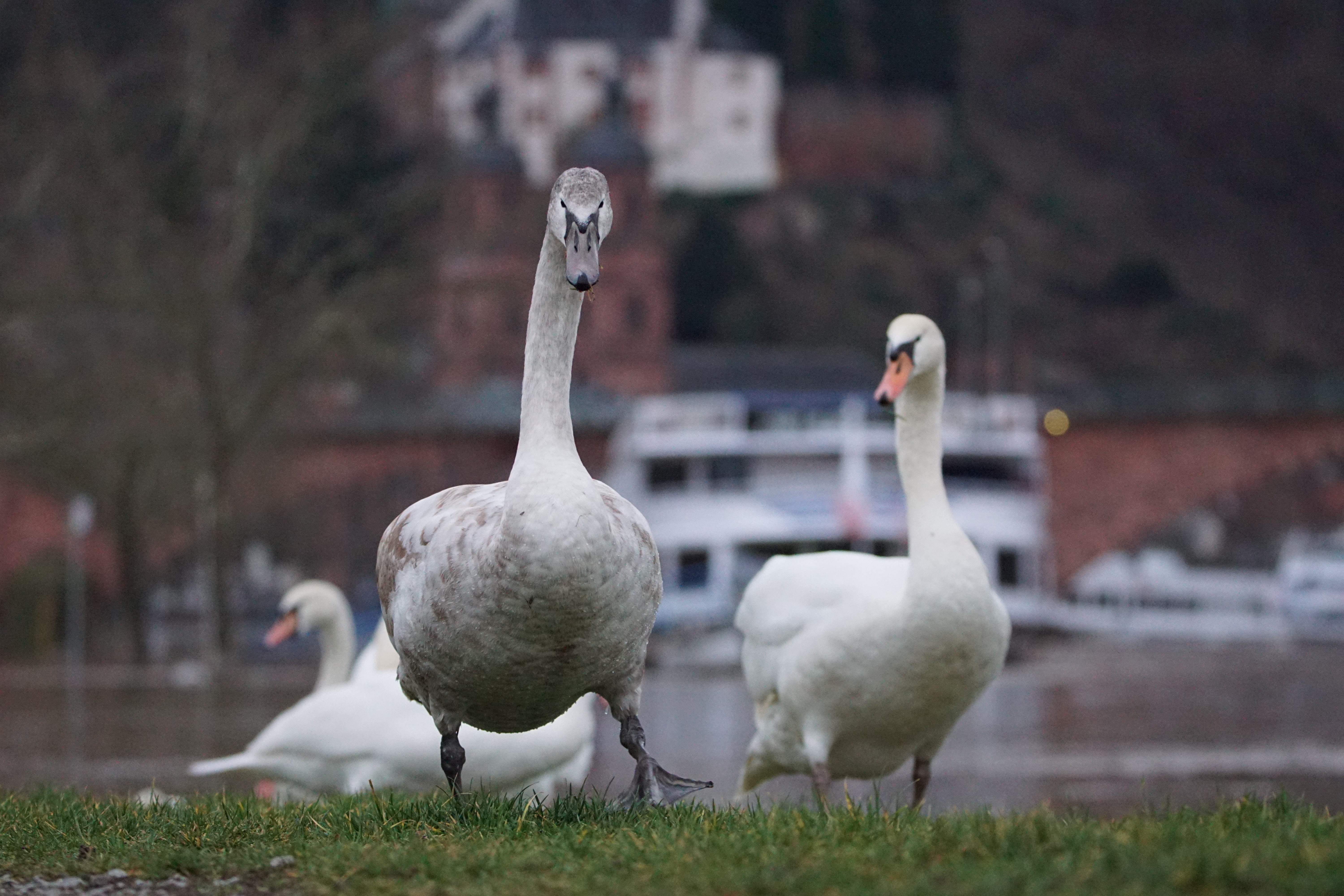 Der Main ist wie andere Fließgewässer in der Region attraktiv für Wasservögel, insbesondere für Schwäne. Das Hochwasser schreckt sie anscheinend - wie hier in Miltenberg - kaum ab. Zu attraktiv sind die grünen Uferflächen, das fressbare Treibgut in ruhigeren Wasserbuchten und die gelegentliche Brot-Bissen-Präsente vorbeiziehender Spaziergänger.