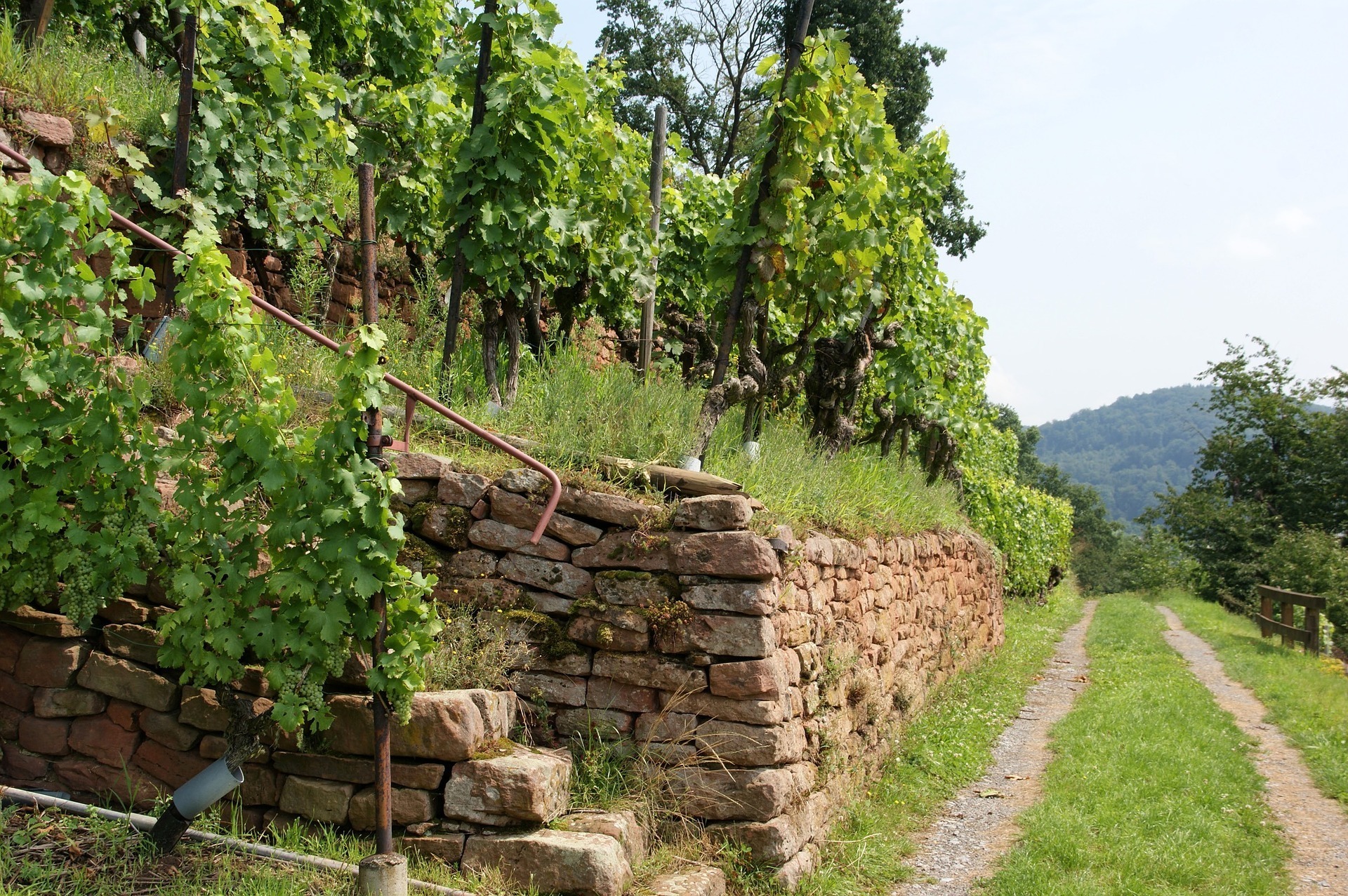 Wandern und Wein: Ein touristisches Glanzlicht im Landkreis Miltenberg.