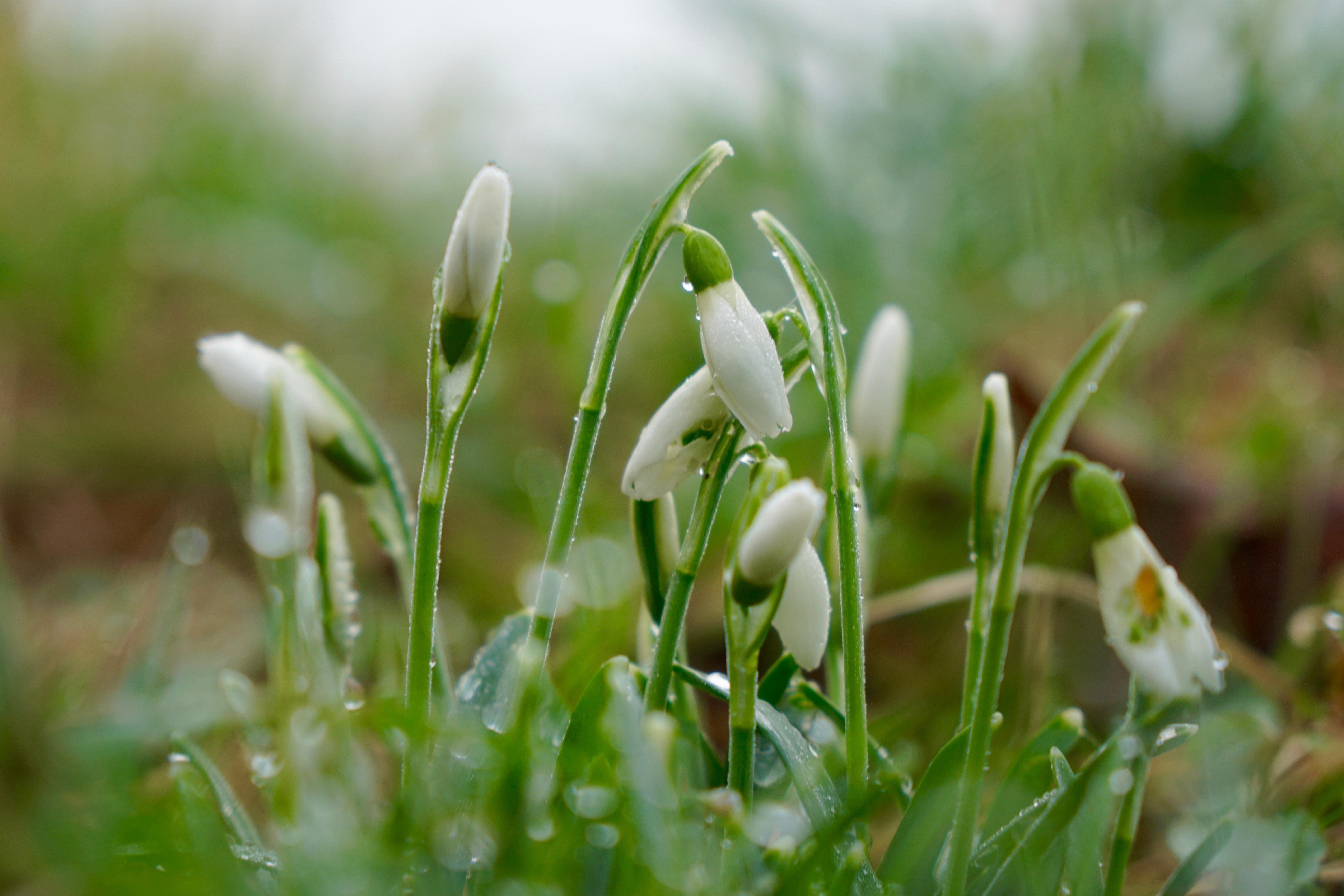Schon im Januar dieses Jahres blühten die Schneeglöckchen. Der jetzige Kälteeinbruch im Februar wird zumindest diesen Pflanzen nicht mehr allzu viel schaden.