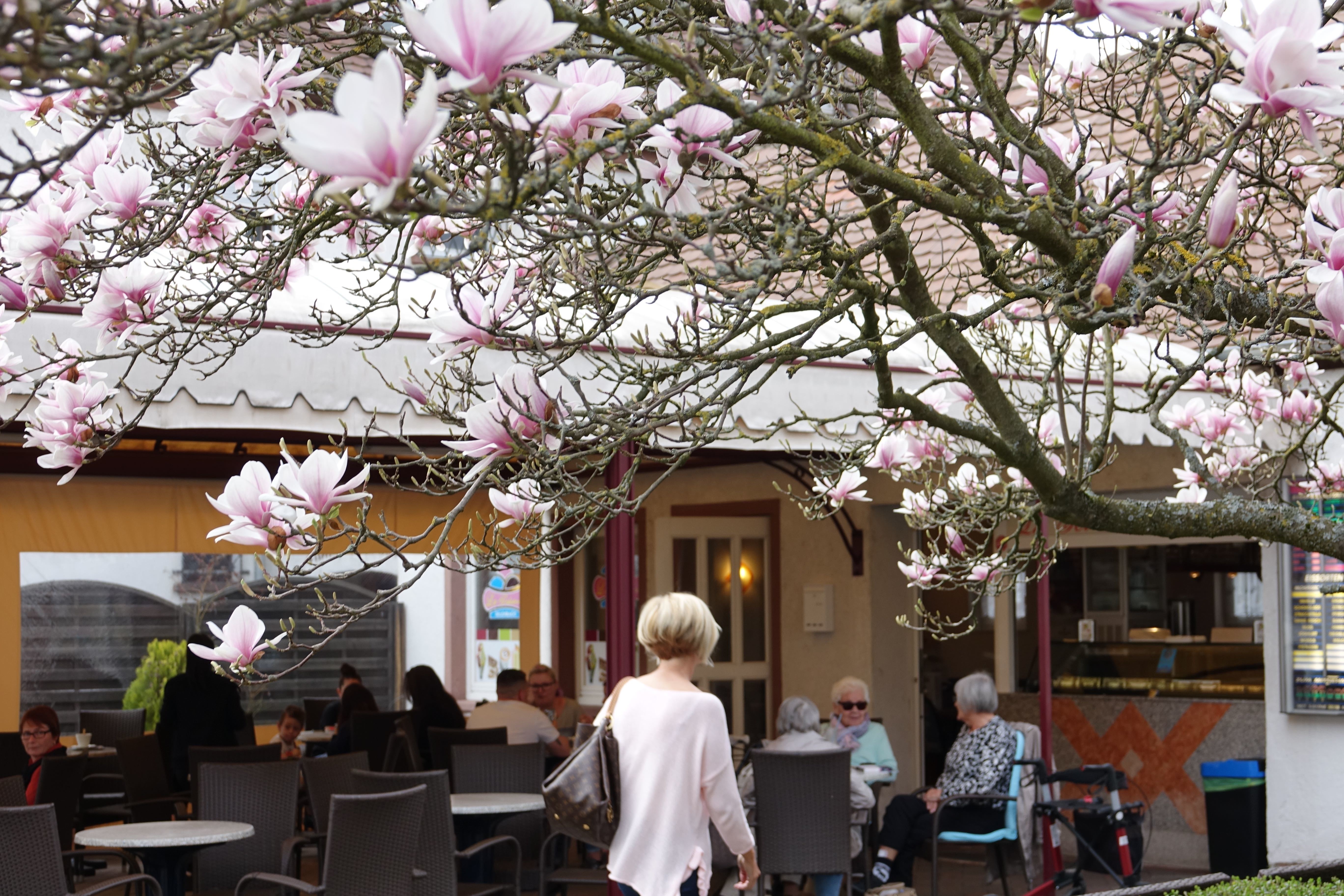 Magnolienblüte in Erlenbach am Main.