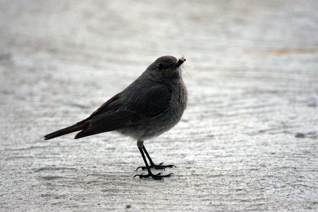 Vögel haben Stechmücken zum Fressen gern...Quelle Pixabay