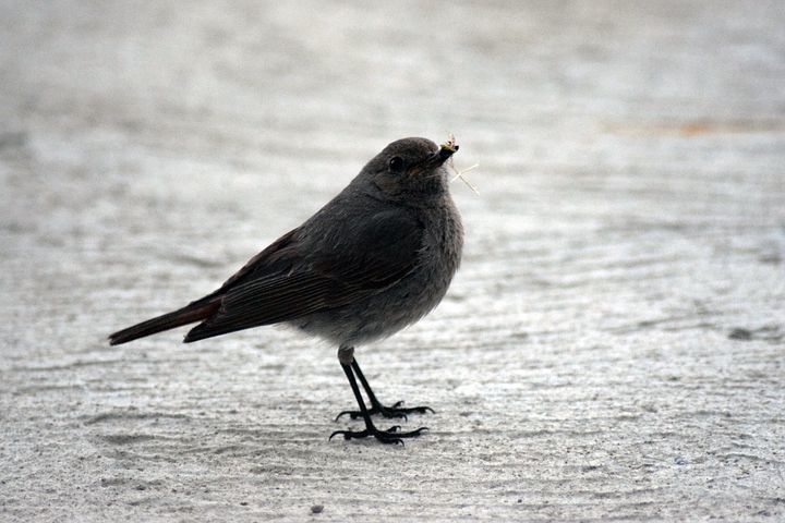 Vögel haben Stechmücken zum Fressen gern...Quelle Pixabay