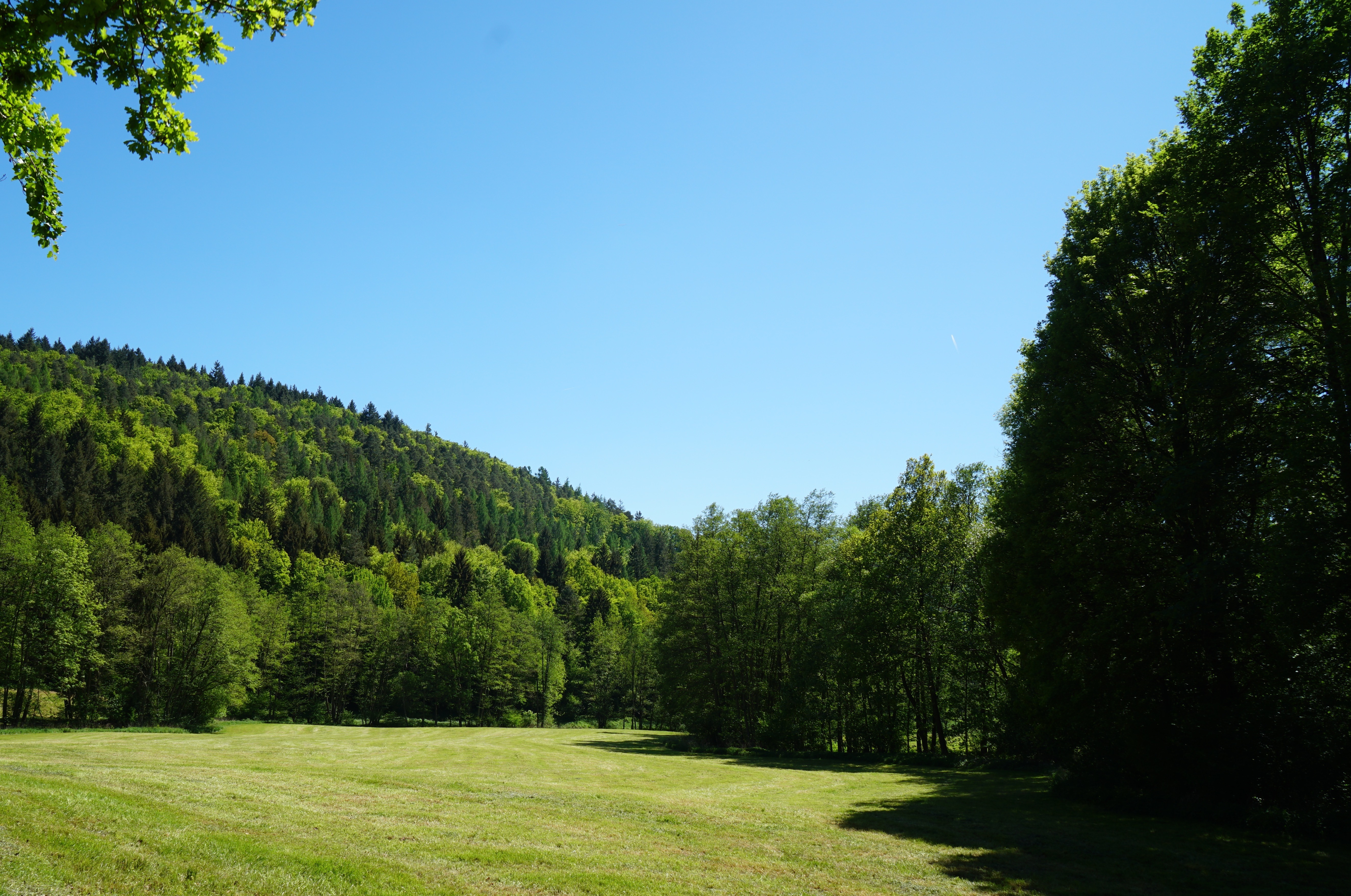 Natur pur - zwischen Riedern (im Erftal) und Richelbach (auf der Odenwaldhöhe) unweit des Quellenweges und der Landesgrenze.