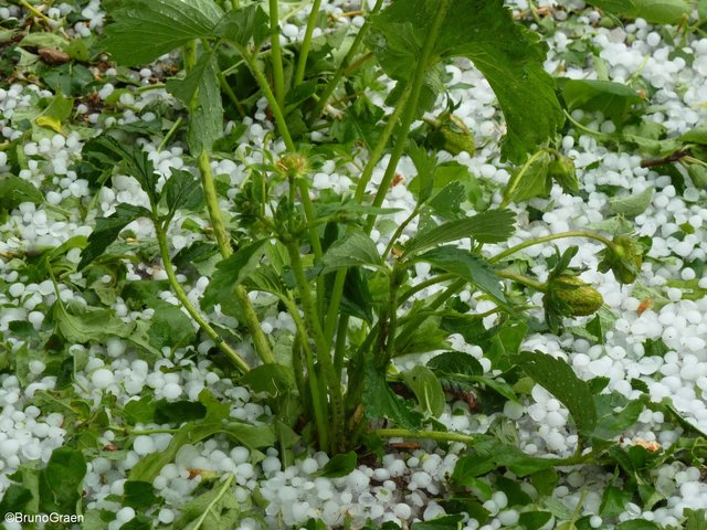 Hagel und Starkregen in Wenschdorf