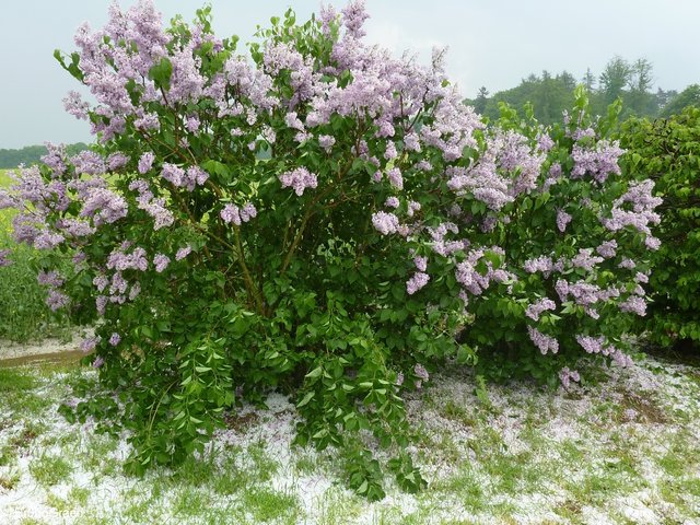 Hagel und Starkregen in Wenschdorf