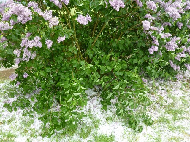 Hagel und Starkregen in Wenschdorf