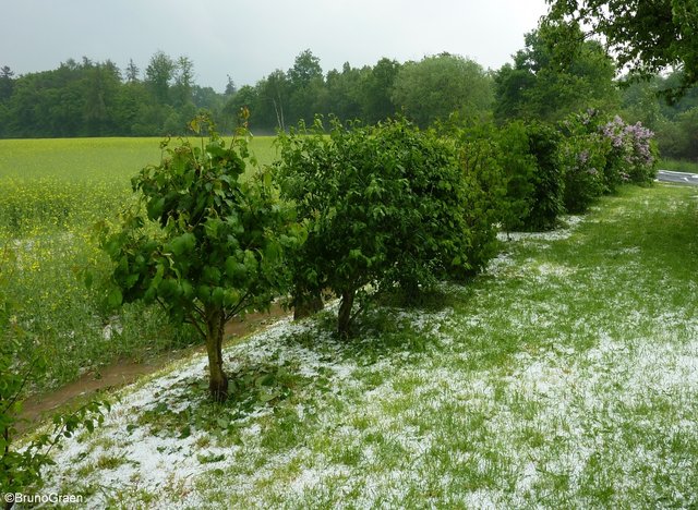 Hagel und Starkregen in Wenschdorf