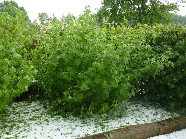 Hagel und Starkregen in Wenschdorf