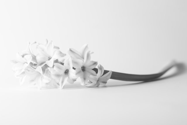 Hyacinth | Foto: Tanja Speth