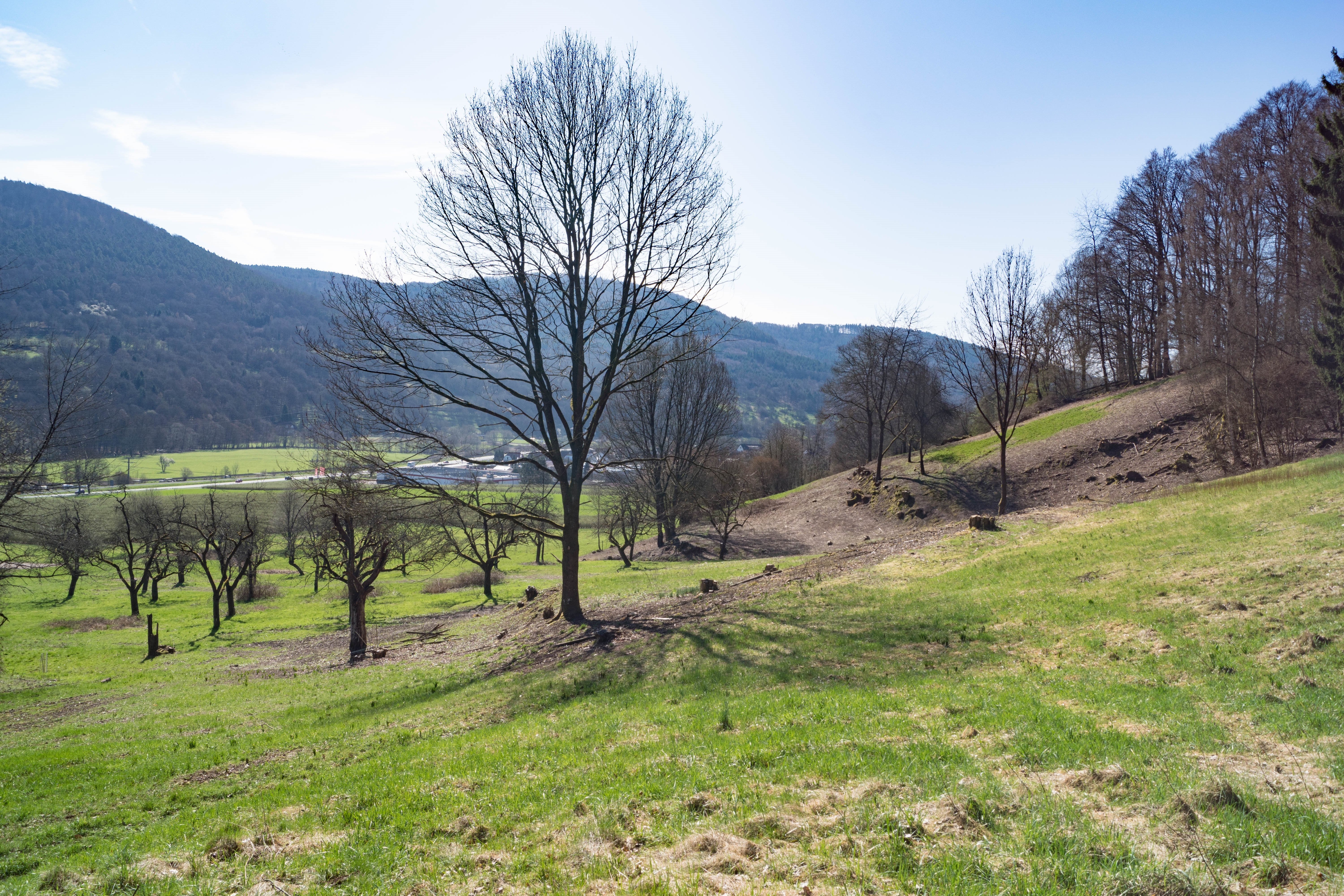 Durchgeführte Freistellungsarbeiten und Baumschnittmaßnahmen im Projektgebiet „Orchideenreiche Magerwiesen Miltenberg-Breitendiel“
