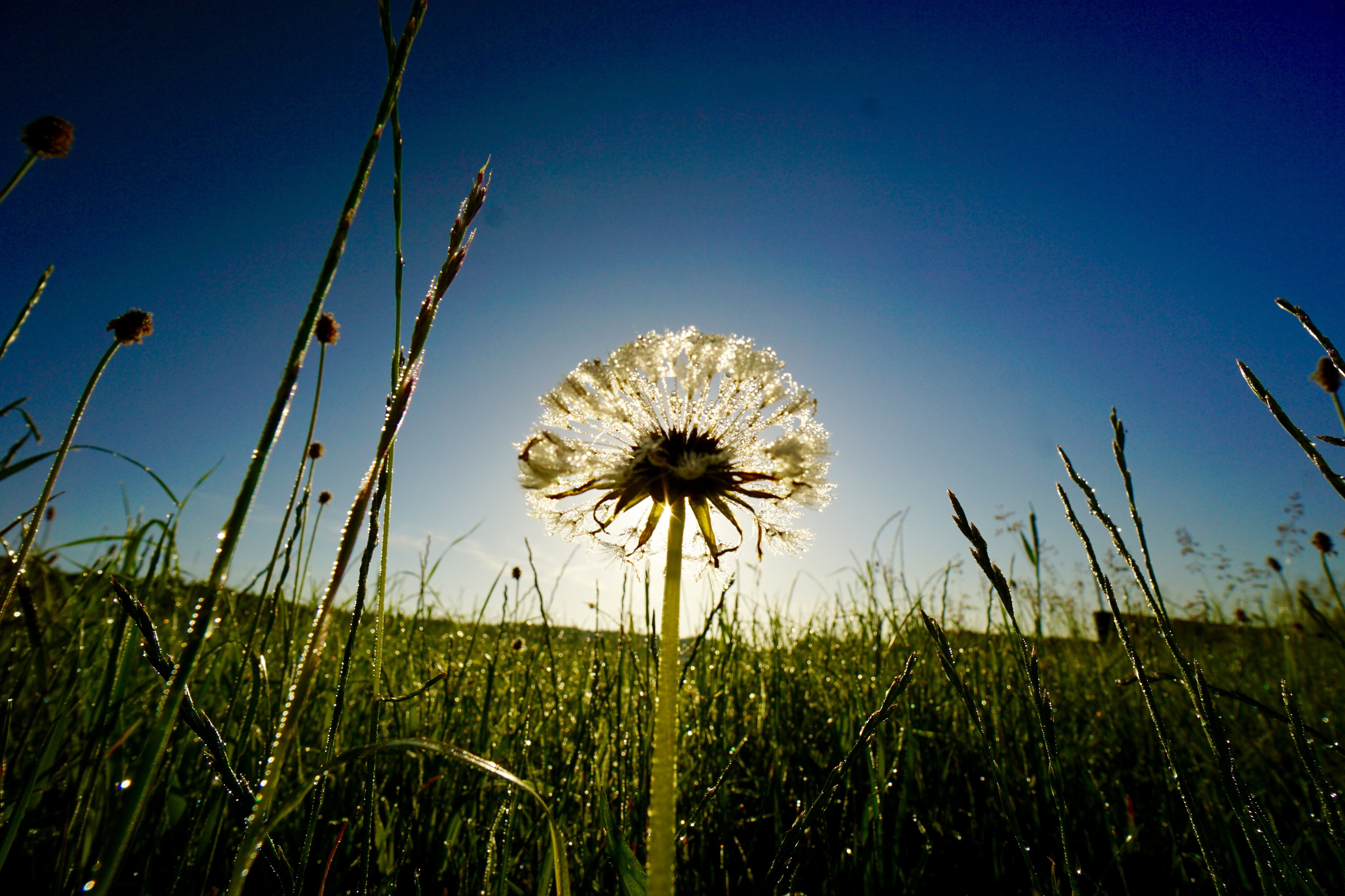 Pusteblume im Gegenlicht bei Eichenbühl-Heppdiel , Bayerischer Odenwald.