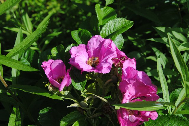 An solchen Wildrosen können sich die Bienen laben. Gefüllte Rosen sind dagegen für Bienen uninteressant, da sie nicht an das Innere der Blüte kommen können.